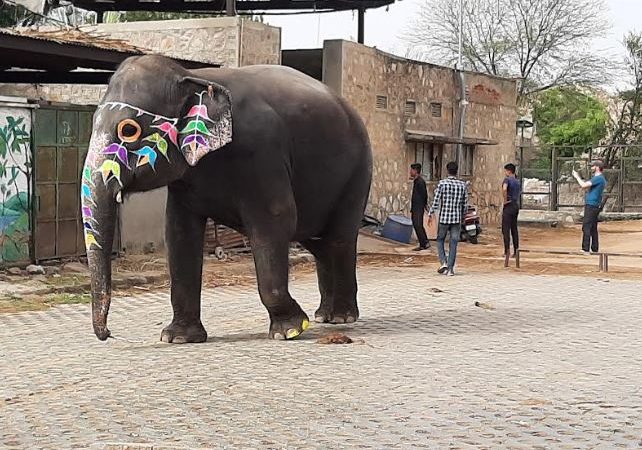 World Animal Protection Calls on Rajasthan Chief Minister to End Elephant Rides at Amer Fort on World Elephant Day