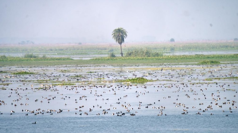 World Wetlands Day: The Art of Living Safeguards Nature’s Lifelines