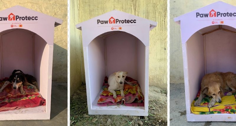 Mars Petcare and Swiggy Instamart Expand Efforts to Provide Winter Shelters for Community Dogs
