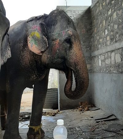 Elephant Rehabilitation Can Set Example for Captive Facilities, says World Animal Protection on Occasion of World Wildlife Day
