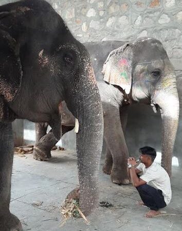 Responsible Human Behaviour Needed to Protect Animals, says World Animal Protection on World Environment Day