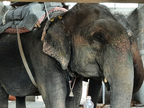 Begin the Process of Retiring Elephants in Jaipur, says World Animal Protection on the Occasion of World Elephant Day