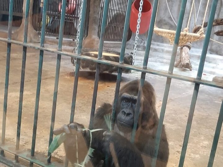 World Animal Protection Calls for Enhanced Institutionalized Protection of Animals