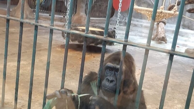 World Animal Protection Calls for Enhanced Institutionalized Protection of Animals