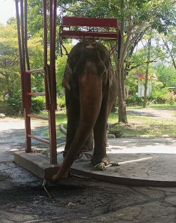 Sentient Animals Like Elephants Deserve More Respect, says New Study by World Animal Protection