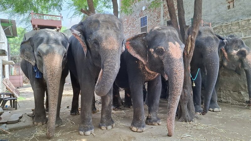 Humane Treatment for All Animals is the Call of the Hour, says World Animal Protection